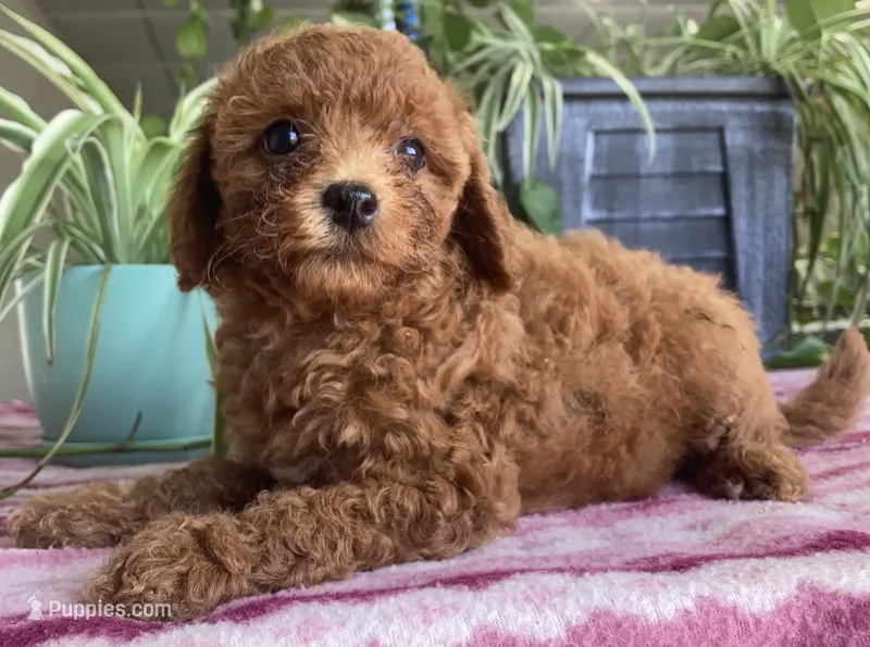 Wren – Miniature Goldendoodle puppy for sale in Fair Play, MO