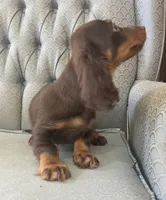 Shogg, a male Miniature Dachshund for sale in Fair Play, MO – 3 of 10