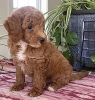 West , a male Miniature Goldendoodle for sale in Fair Play, MO – 3 of 7