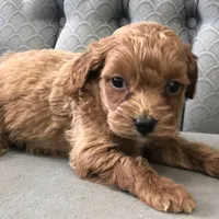 Shetland , a female Miniature Goldendoodle for sale in Fair Play, MO – Photo 6 of 6