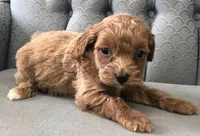 Shetland , a female Miniature Goldendoodle for sale in Fair Play, MO – Photo 3 of 4