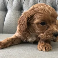 Shetland , a female Miniature Goldendoodle for sale in Fair Play, MO – Photo 3 of 6