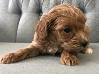 Shetland , a female Miniature Goldendoodle for sale in Fair Play, MO – Photo 2 of 4