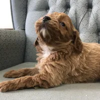 Shetland , a female Miniature Goldendoodle for sale in Fair Play, MO – Photo 2 of 6