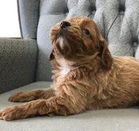 Shetland , a female Miniature Goldendoodle for sale in Fair Play, MO – Photo 1 of 4