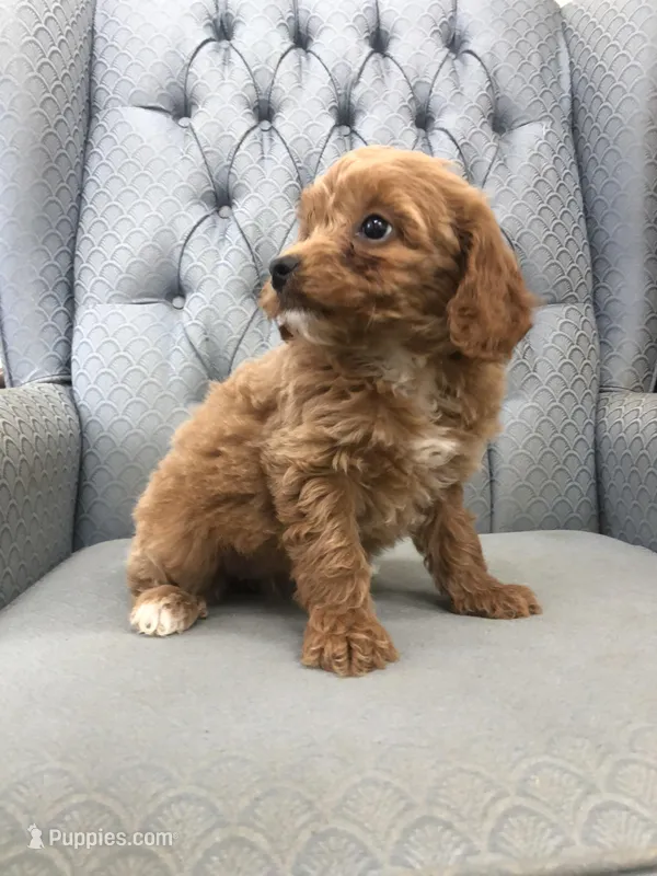 Shetland  – Miniature Goldendoodle puppy for sale in Fair Play, MO