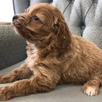 Shetland , a female Miniature Goldendoodle for sale in Fair Play, MO – Photo 4 of 6