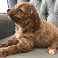 Shetland , a female Miniature Goldendoodle for sale in Fair Play, MO – Photo 4 of 4