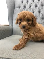 Shetland , a female Miniature Goldendoodle for sale in Fair Play, MO – Photo 5 of 6