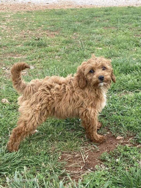 Shetland  – Miniature Goldendoodle puppy for sale in Fair Play, MO