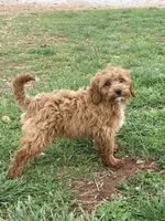 Shetland , a female Miniature Goldendoodle for sale in Fair Play, MO – 4 of 10