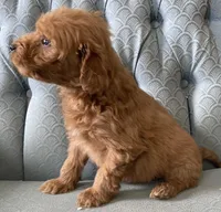Amanda, a female Miniature Goldendoodle for sale in Fair Play, MO – Photo 3 of 3