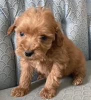 Amanda, a female Miniature Goldendoodle for sale in Fair Play, MO – Photo 2 of 3