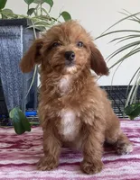  Verity, a female Miniature Goldendoodle for sale in Fair Play, MO – 2 of 9