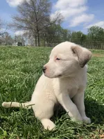 Latte, a female Bull Terrier and Great Pyrenees for sale in Fair Play, MO – Photo 3 of 3