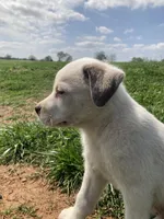 Latte, a female Bull Terrier and Great Pyrenees for sale in Fair Play, MO – Photo 2 of 3