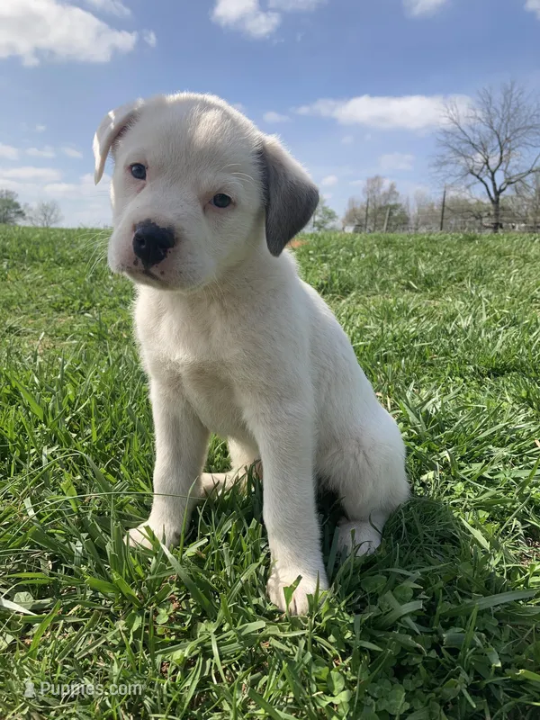 Latte – Bull Terrier, Great Pyrenees puppy for sale in Fair Play, MO