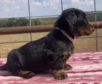 Sienna, a female Miniature Dachshund for sale in Fair Play, MO – 2 of 5