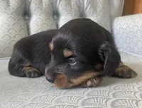 Tazzan, a female Miniature Dachshund for sale in Fair Play, MO – 2 of 4
