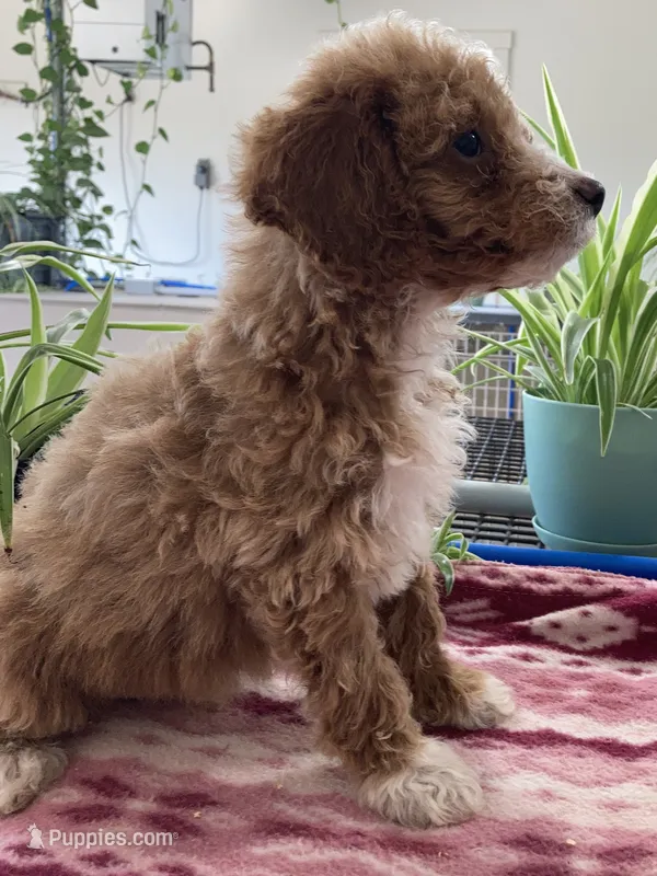 Genesis  – Miniature Goldendoodle puppy for sale in Fair Play, MO