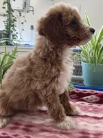 Genesis , a male Miniature Goldendoodle for sale in Fair Play, MO – 3 of 10