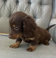 Shogg, a male Miniature Dachshund for sale in Fair Play, MO – 5 of 9