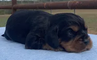 Rustler, a male Cavalier King Charles Spaniel for sale in Fair Play, MO – 2 of 3