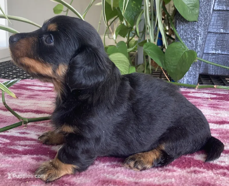 Shyloh – Miniature Dachshund puppy for sale in Fair Play, MO