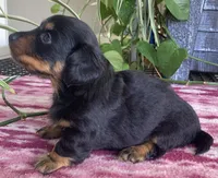 Shyloh, a female Miniature Dachshund for sale in Fair Play, MO – 1 of 4