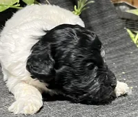 Oscar, a male Miniature Labradoodle for sale in Fair Play, MO – Photo 2 of 2