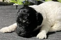Oscar, a male Miniature Labradoodle for sale in Fair Play, MO – Photo 1 of 2