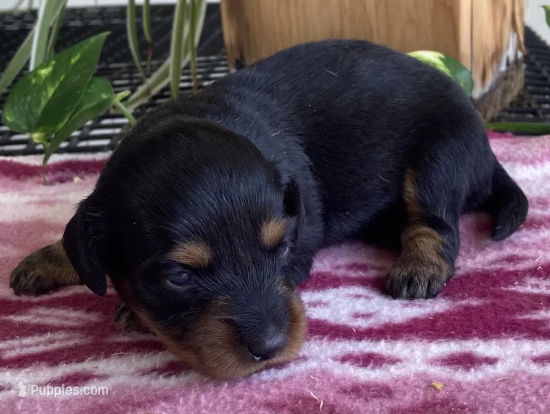 Shiloh – Miniature Dachshund puppy for sale in Fair Play, MO