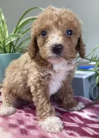 Genesis , a male Miniature Goldendoodle for sale in Fair Play, MO – 7 of 10