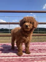 Wren, a female Miniature Goldendoodle for sale in Fair Play, MO – 3 of 10