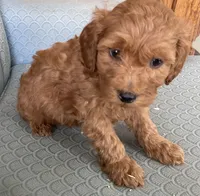 Asher, a male Miniature Goldendoodle for sale in Fair Play, MO – Photo 4 of 4
