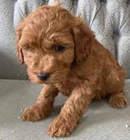 Asher, a male Miniature Goldendoodle for sale in Fair Play, MO – Photo 2 of 4