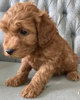 Asher, a male Miniature Goldendoodle for sale in Fair Play, MO – Photo 3 of 4