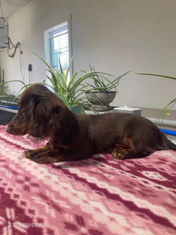 Shogg – Miniature Dachshund puppy for sale in Fair Play, MO
