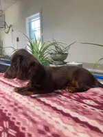 Shogg, a male Miniature Dachshund for sale in Fair Play, MO – 1 of 10