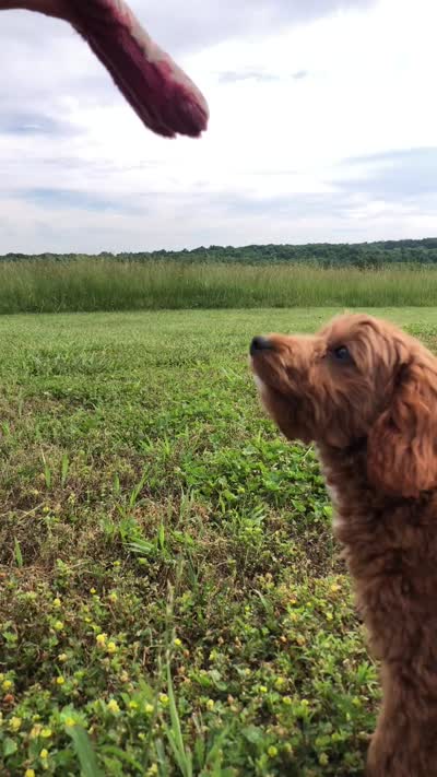 Shetland , a female Miniature Goldendoodle for sale in Fair Play, MO – 8 of 8