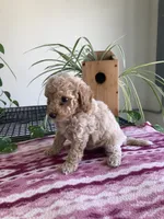 Whisper, a female Miniature Goldendoodle for sale in Fair Play, MO – 4 of 4