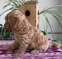 Wonder, a female Miniature Goldendoodle for sale in Fair Play, MO – 3 of 4