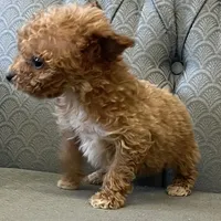 Minnesota, a female Miniature Goldendoodle for sale in Fair Play, MO – Photo 3 of 7