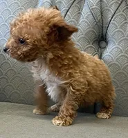 Minnesota, a female Miniature Goldendoodle for sale in Fair Play, MO – Photo 1 of 7