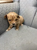 Minnesota, a female Miniature Goldendoodle for sale in Fair Play, MO – Photo 3 of 7