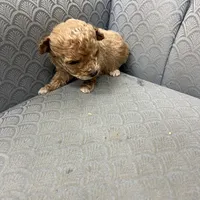 Minnesota, a female Miniature Goldendoodle for sale in Fair Play, MO – Photo 4 of 7