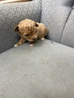 Minnesota, a female Miniature Goldendoodle for sale in Fair Play, MO – Photo 5 of 7