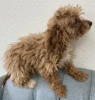 Minnesota, a female Miniature Goldendoodle for sale in Fair Play, MO – Photo 6 of 7