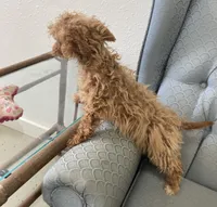 Minnesota, a female Miniature Goldendoodle for sale in Fair Play, MO – Photo 7 of 7