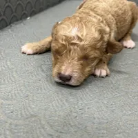 Minnesota, a female Miniature Goldendoodle for sale in Fair Play, MO – Photo 5 of 7